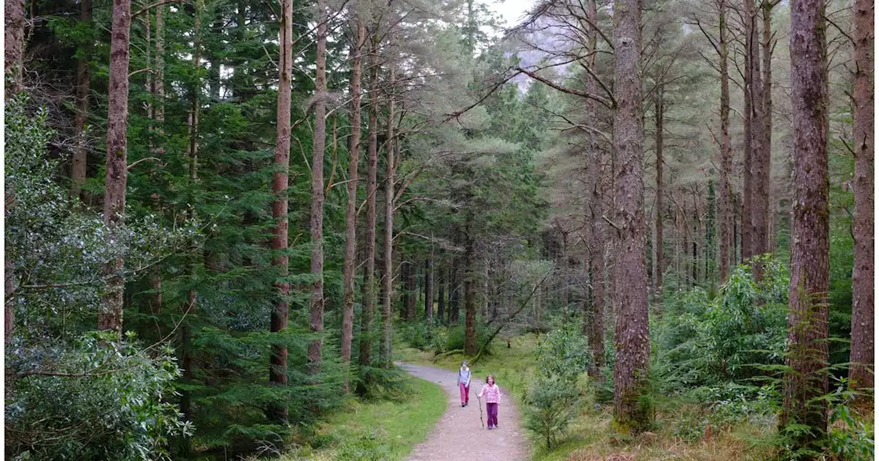 Island of Woods: Michael Viney on Ireland’s complicated relationship with trees