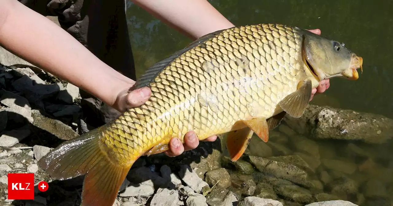 Stadtwald Fürstenfeld: Fischzucht ist abgesagt, gestritten wird weiter | Kleine Zeitung