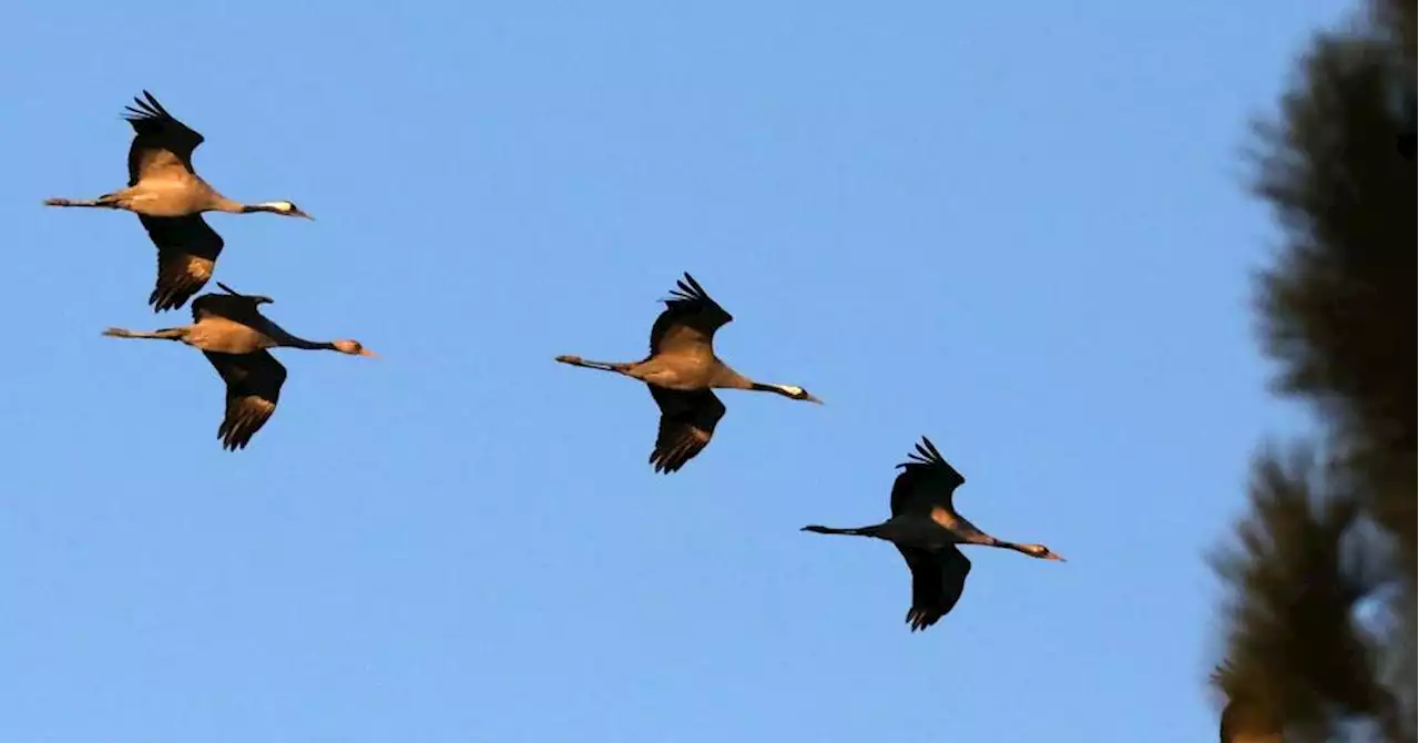 Arles : Les grues cendrées mènent la vie dure aux agriculteurs