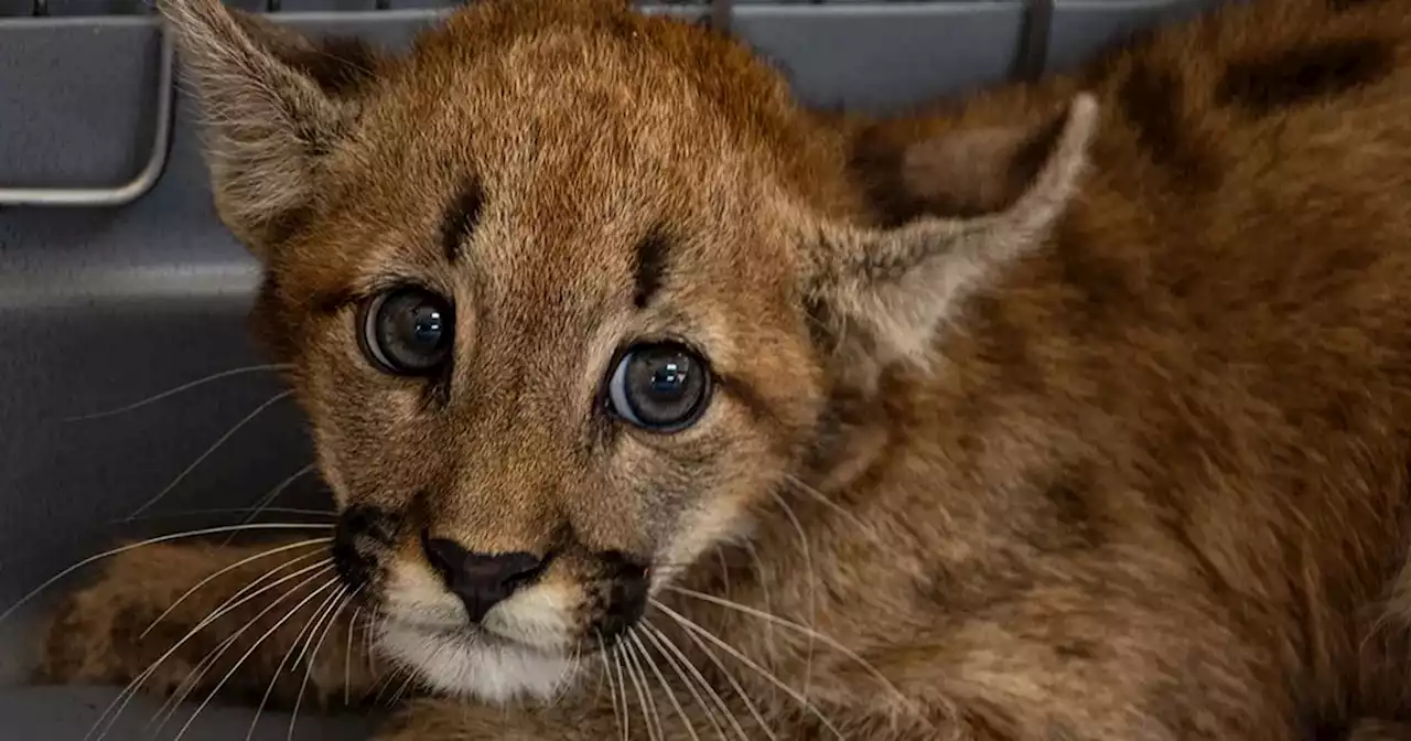 Córdoba: rescataron a un cachorro de puma | Ciudadanos | La Voz del Interior