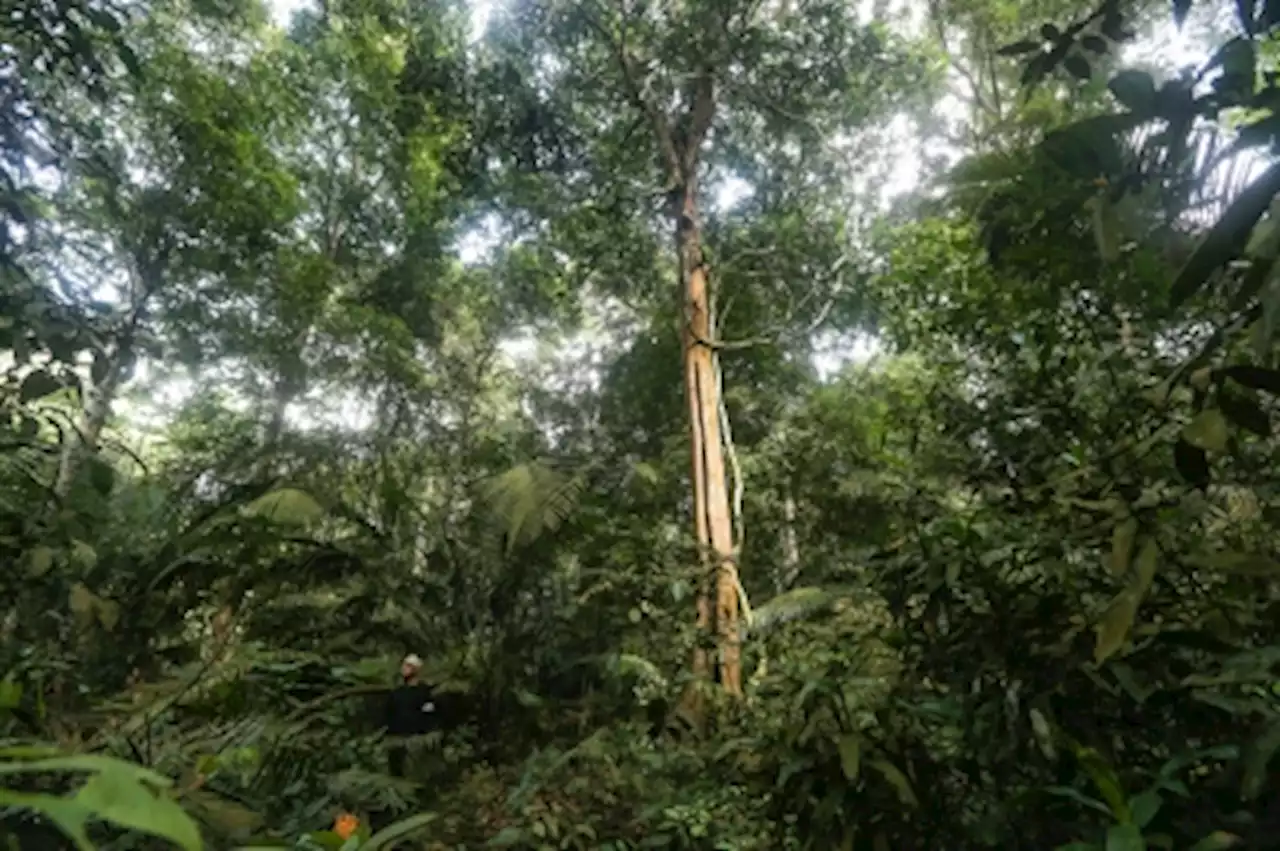 Terengganu Fire Dept monitoring forests at risk of fire due to hot spell