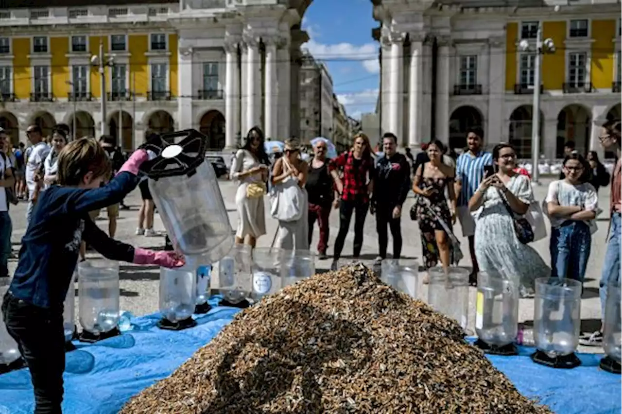 Aktivis Perubahan Iklim Kumpulkan 650 Ribu Puntung Rokok di Portugal