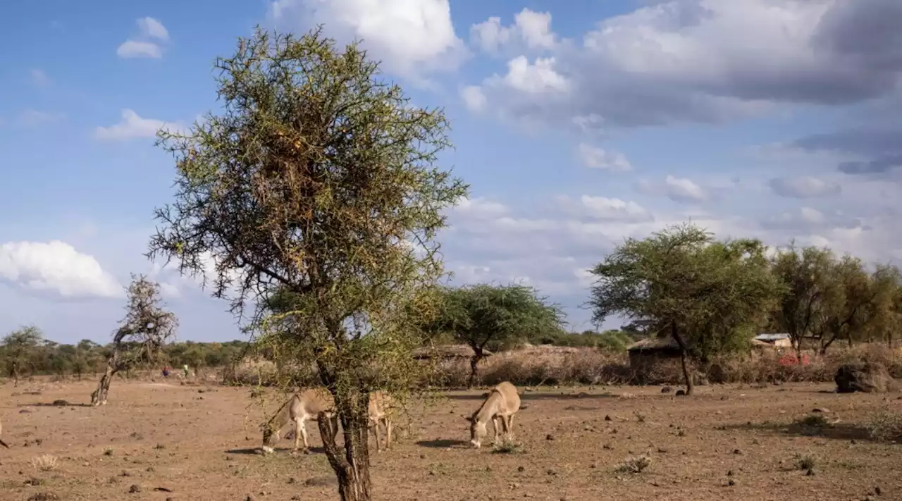 Kenya, trovati corpi di 39 persone membri di una setta