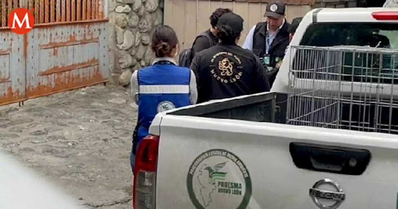 Clausuran criadero clandestino de perros en Monterrey, NL