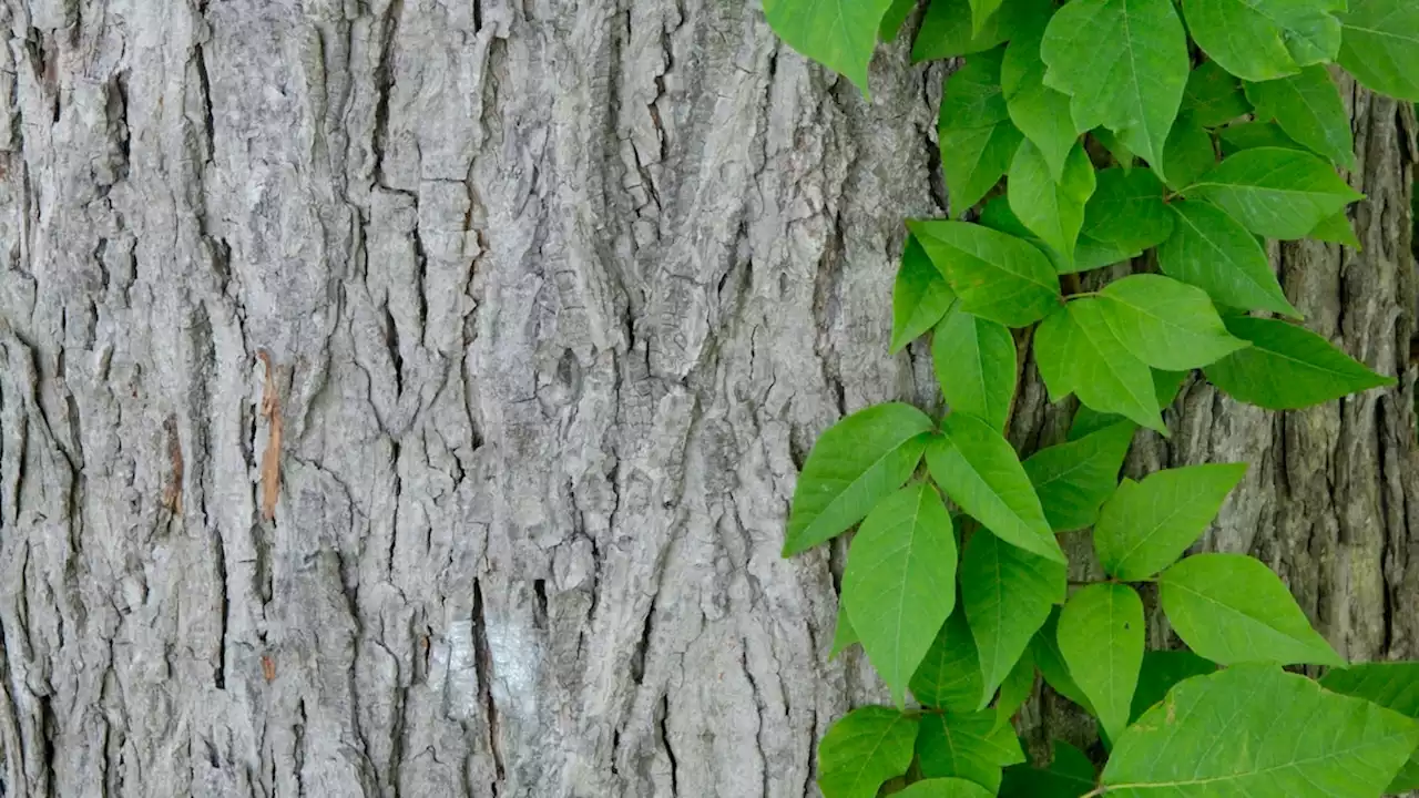 Why poison ivy is an unlikely climate change winner