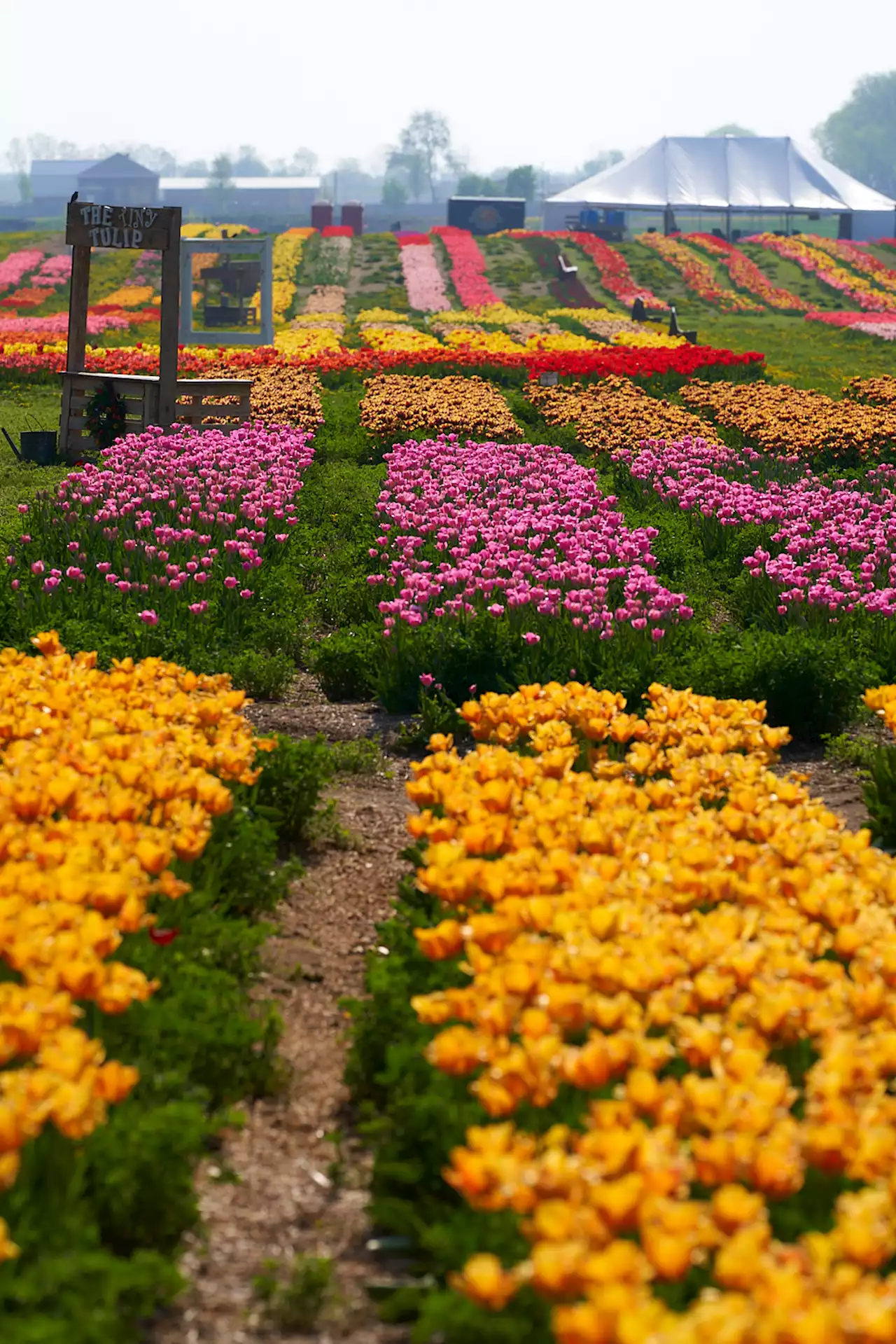 Farm Behind Popular Illinois Tulip Festival Announces Opening Date, Reveals Why This Year Could Be Extra Special