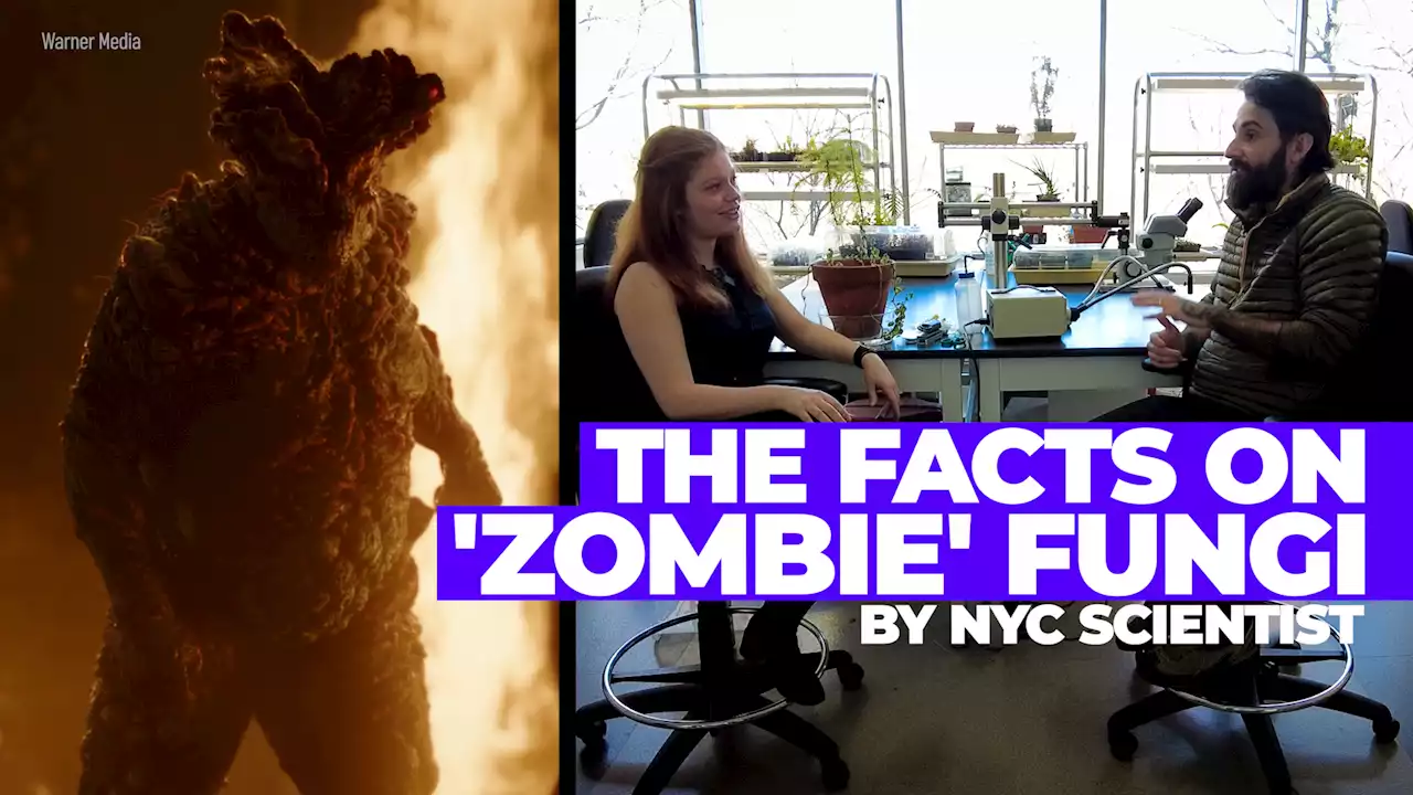 Could Zombie-Ant Fungus Really Be ‘The Last of Us?' NYC Expert Weighs In