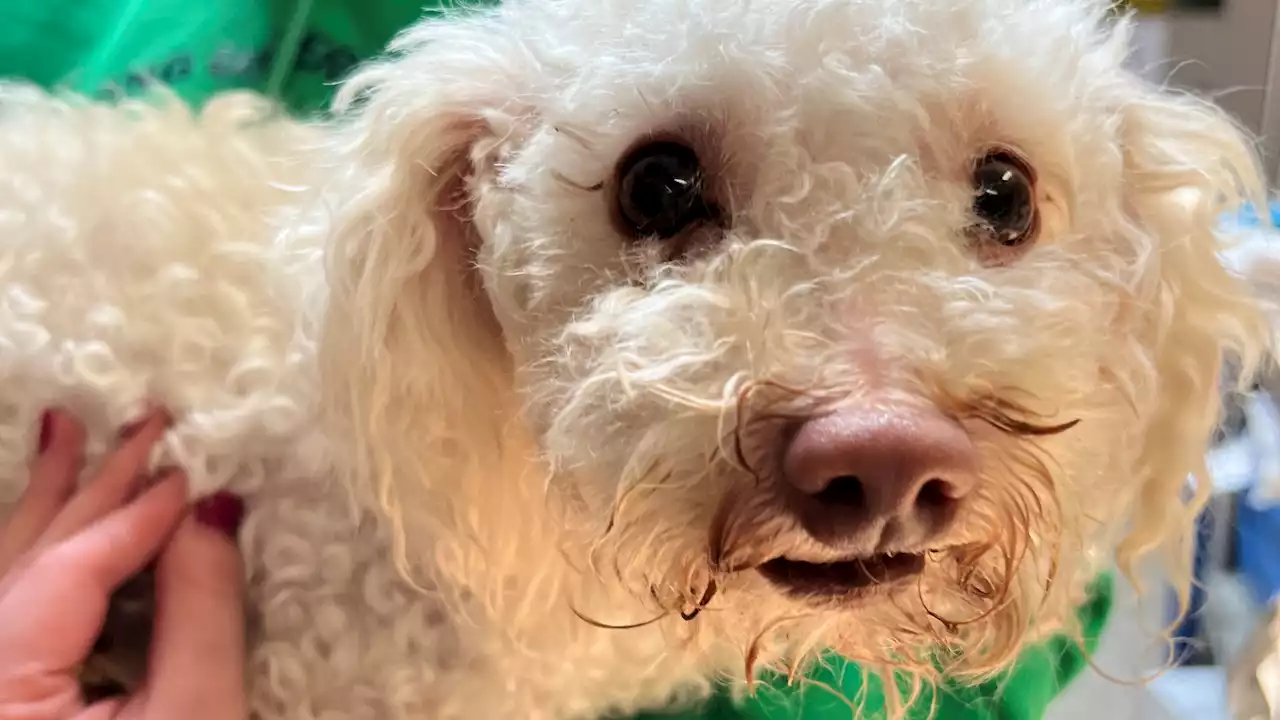 Poodle Revived Using Narcan After Owner Reportedly Shared His Drugs With the Pet