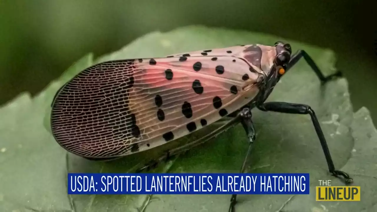 Stop Spotted Lanternflies Before They Hatch: The Lineup