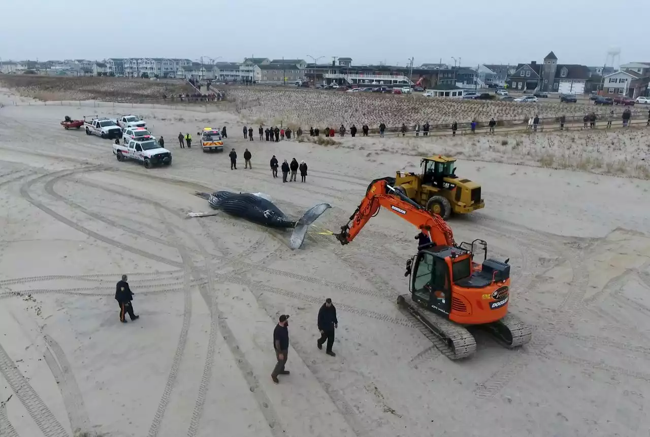 Jersey Shore goes month with no dead whales but Dems still want ship strike issue solved