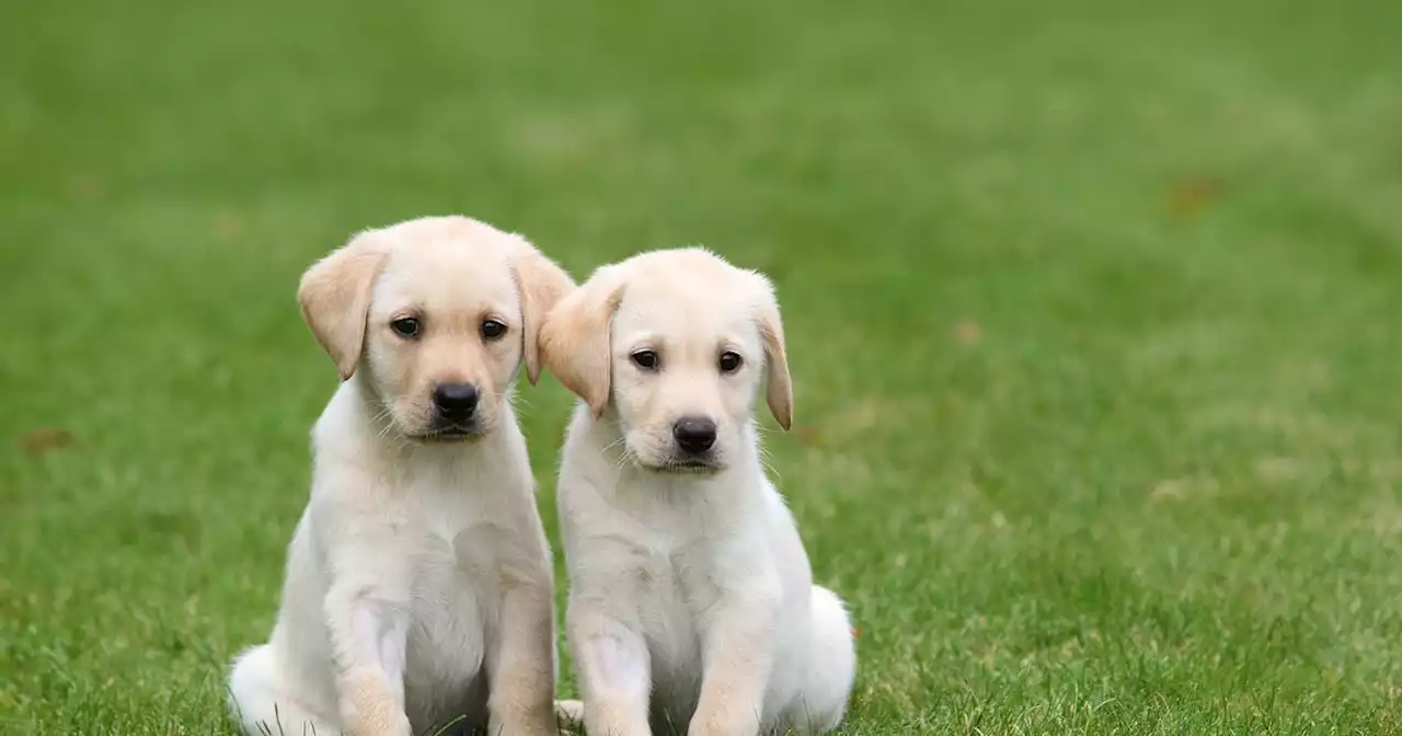 Twenty adorable guide dog puppies up for adoption