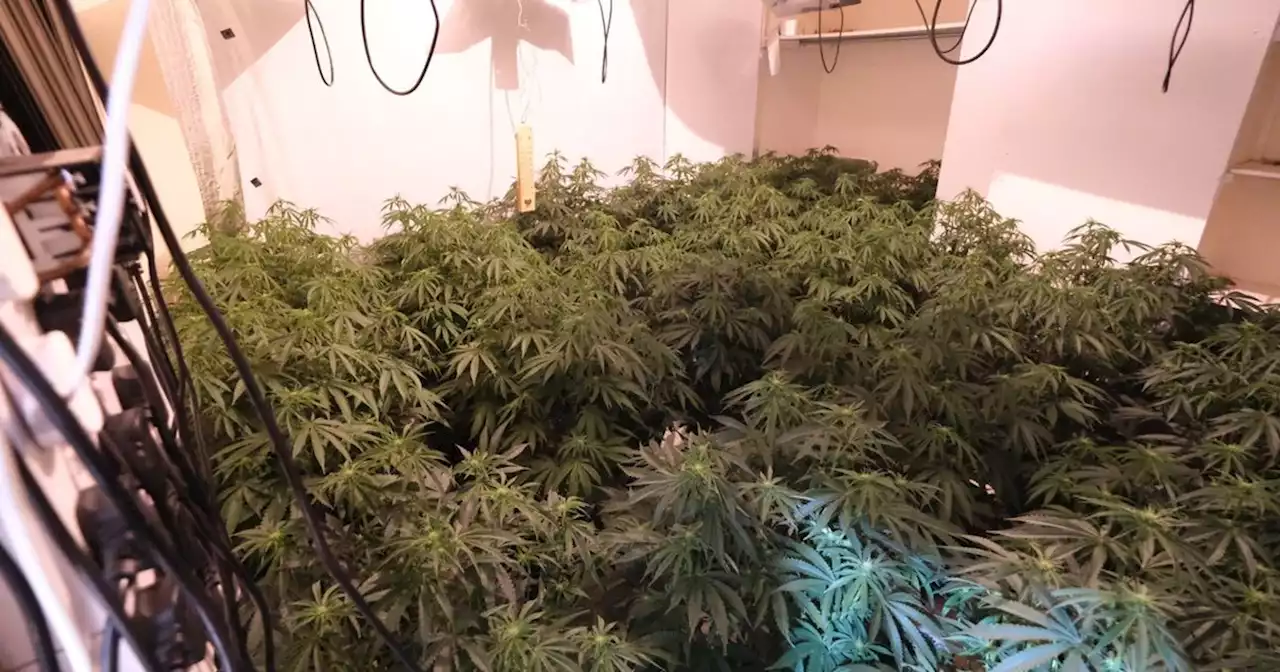 Large cannabis farm found in city residential area