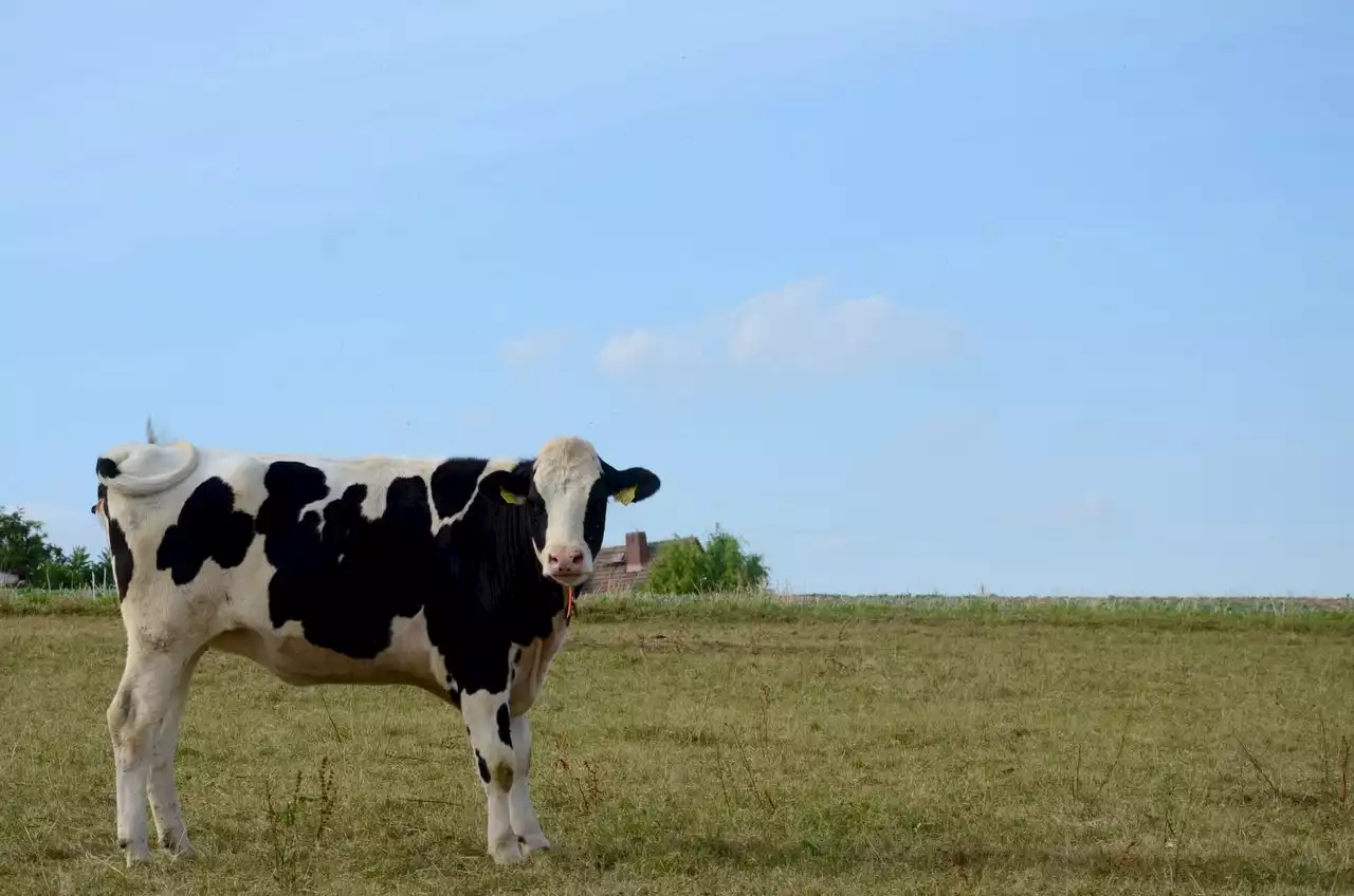 Dead cows missing tongues baffle Texas authorities