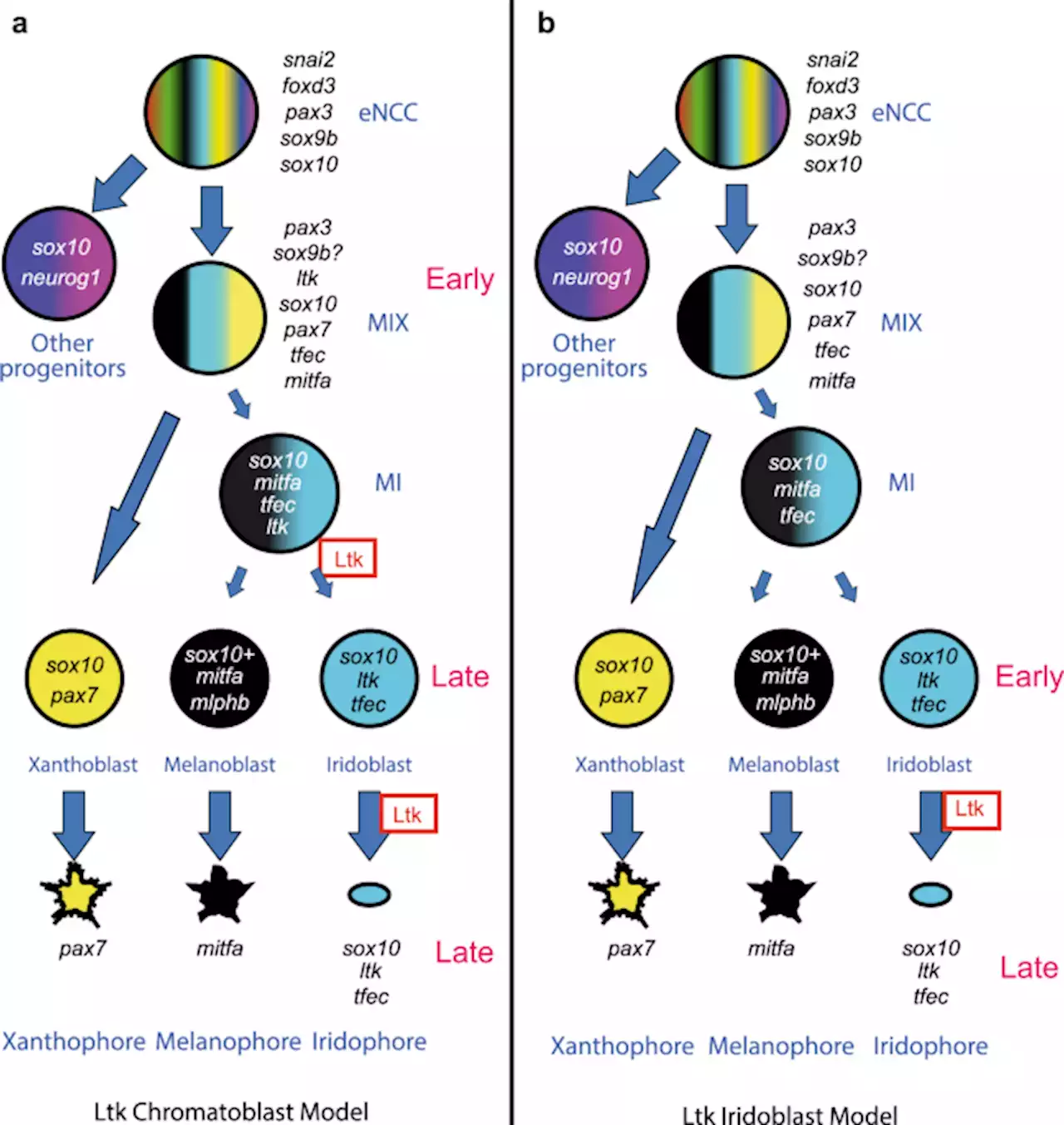 Zebrafish pigment cells develop directly from persistent highly multipotent progenitors - Nature Communications