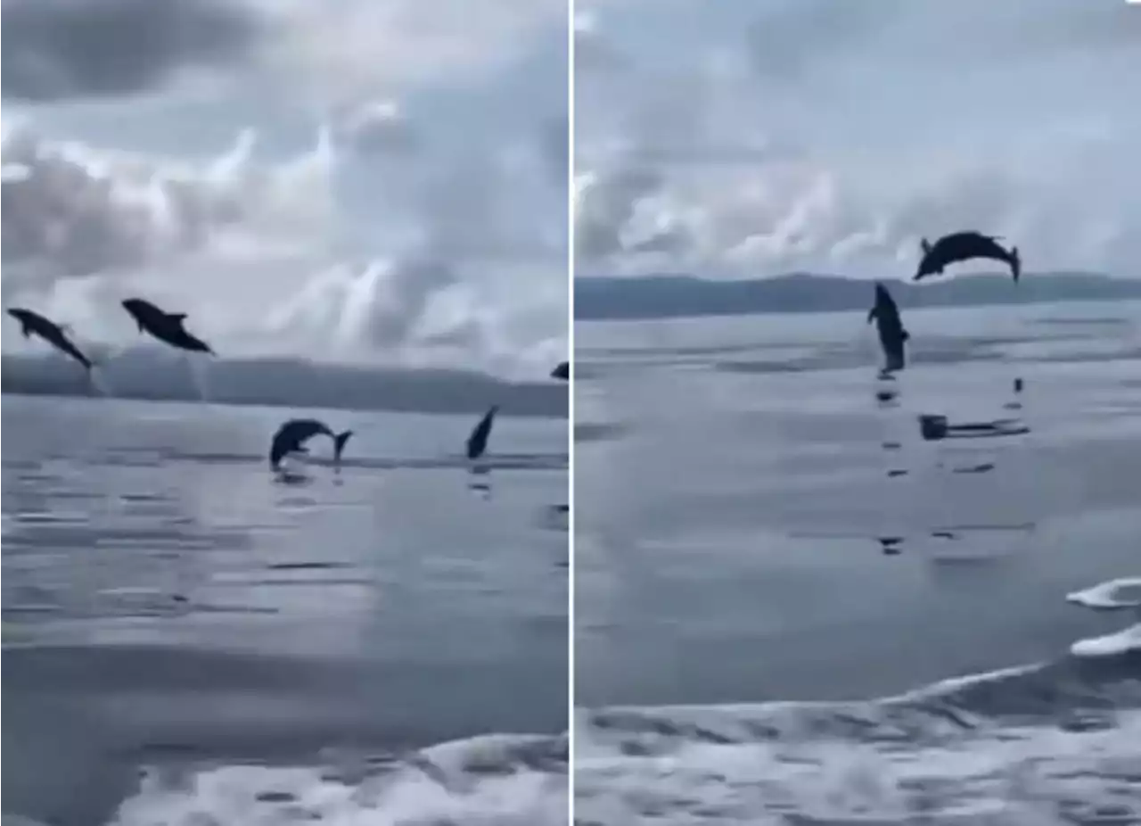 [Video] Turistas grabaron el espectáculo que les dieron varios delfines en Urabá - Pulzo