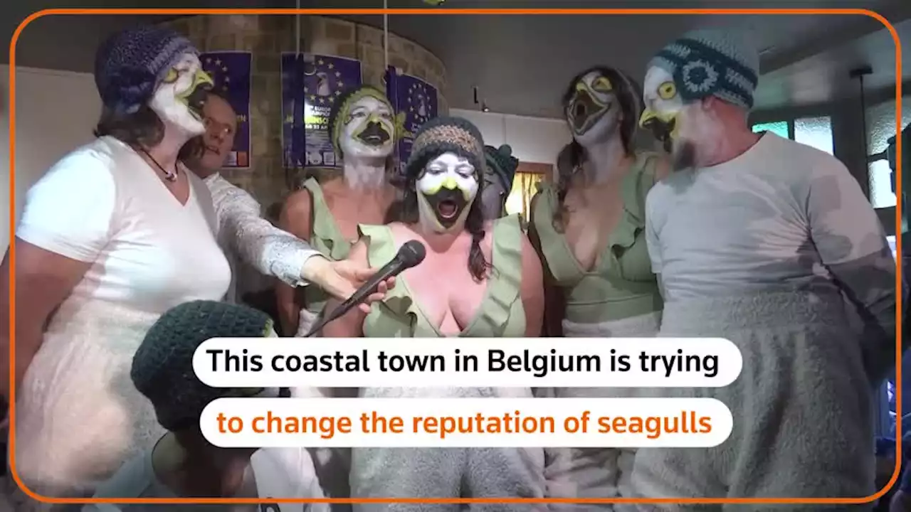 Belgian town organises seagull imitation championship