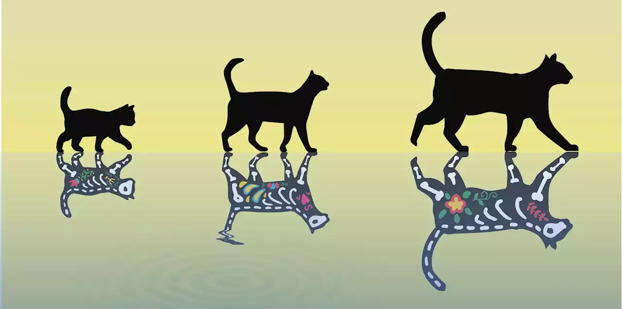 Fat Quantum Cats: Physicists’ Record-Breaking Schrödinger Cat Experiment