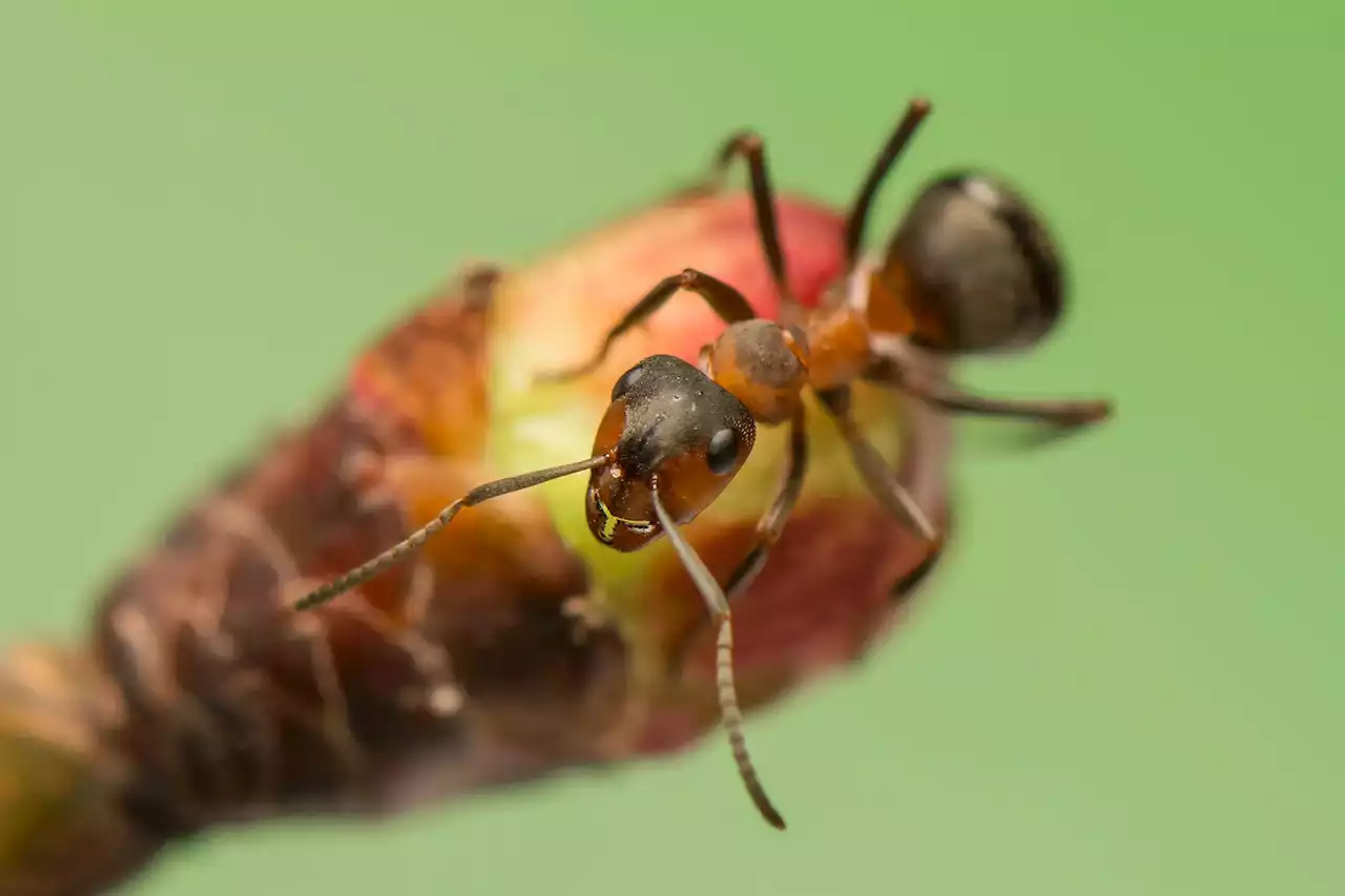 Uncovering the Secret Lives of Desert Ants With Revolutionary Tracking Technology