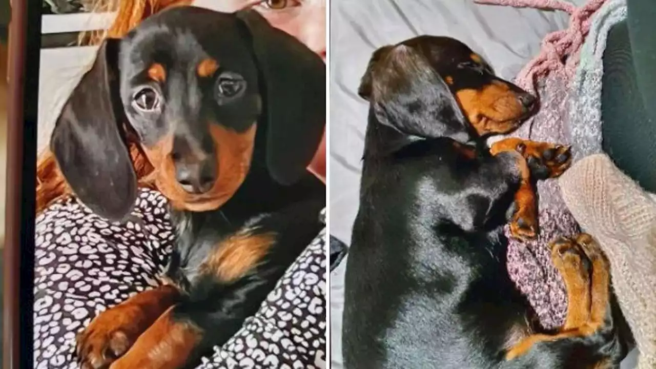 Police in Wigan find puppy snatched from girl while she played in her garden