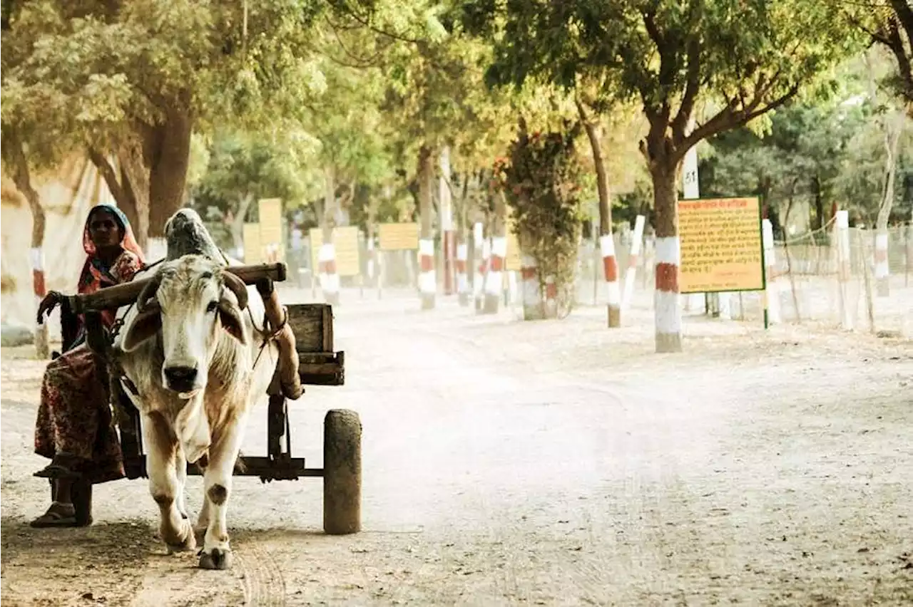 Indian man urinating on train track dies after being hit by ‘flying cow’