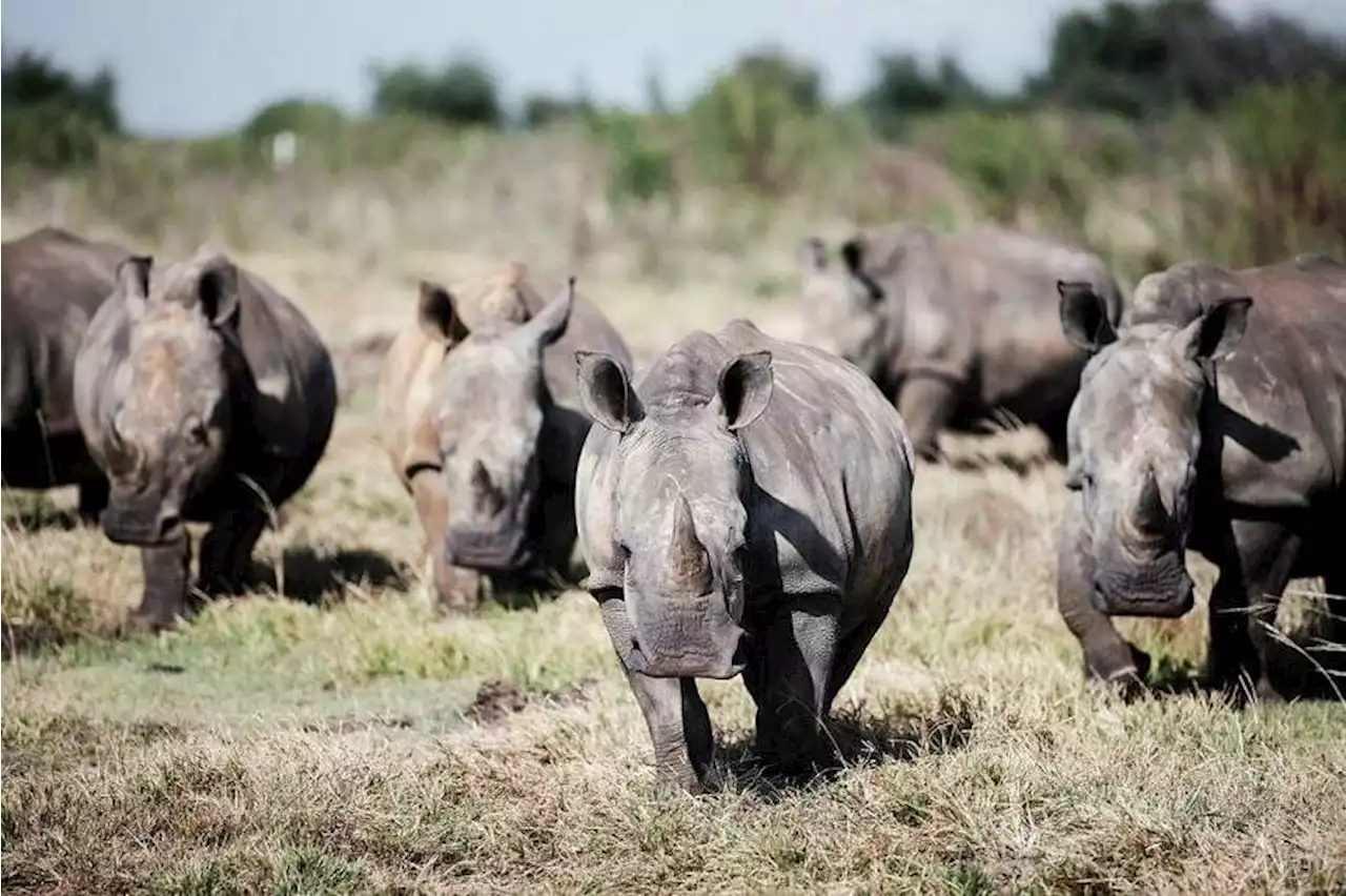 South African rhino lover behind world’s largest rhino farm, seeks for billionaire successor