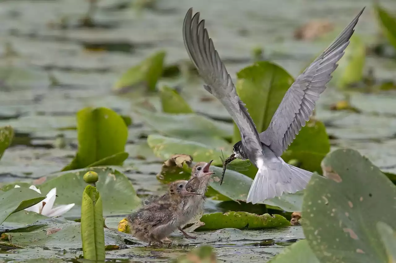 Sécheresse : oiseaux, poissons, insectes… La faune sauvage perturbée par le manque d’eau, alerte la LPO