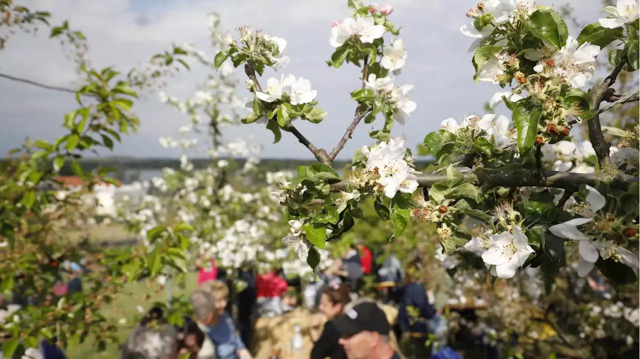 Baumblütenfest in Werder (Havel): Erstes Wochenende überwiegend friedlich, Gäste kritisieren fehlende Angebote