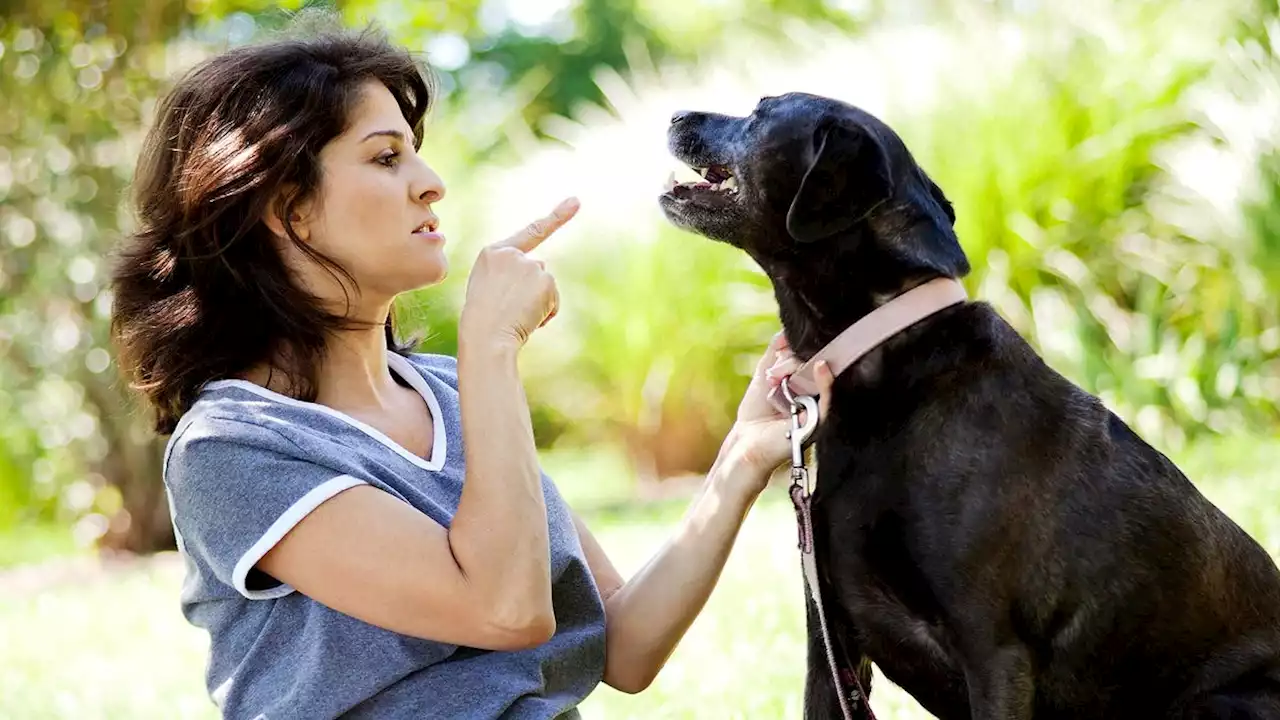 Dog And Owner Having Public Fight