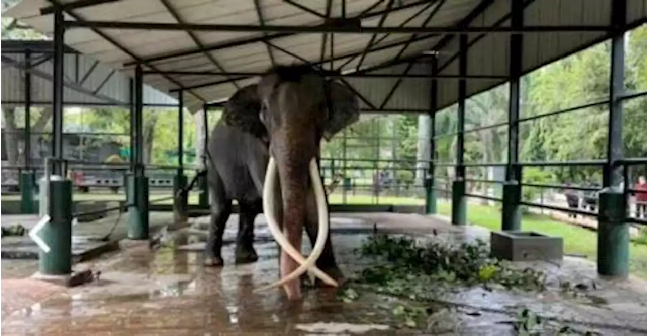 Thailand exploring ways to repatriate mistreated elephant from Sri Lanka