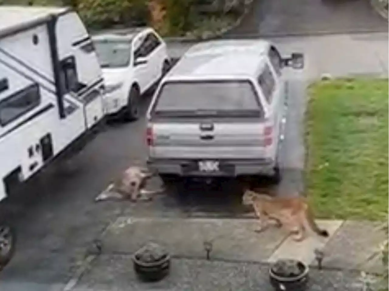 'Oh my goodness': Cougar seen with dead deer in Colwood family's driveway