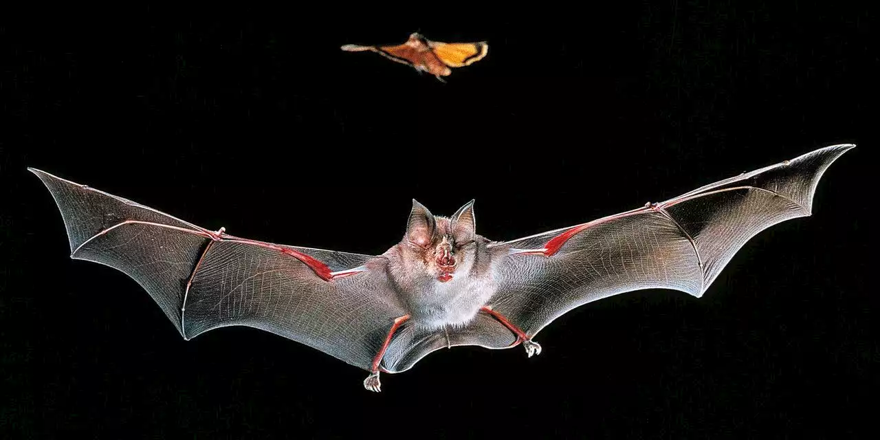 We’re Trying to Learn from Bats to Fight Human Disease