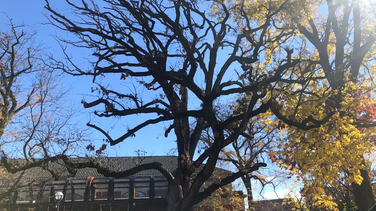 This Week in Nature: Lincoln Park Zoo’s 300-Year-Old Tree Will Come Down May 1, But First a Final Hurrah