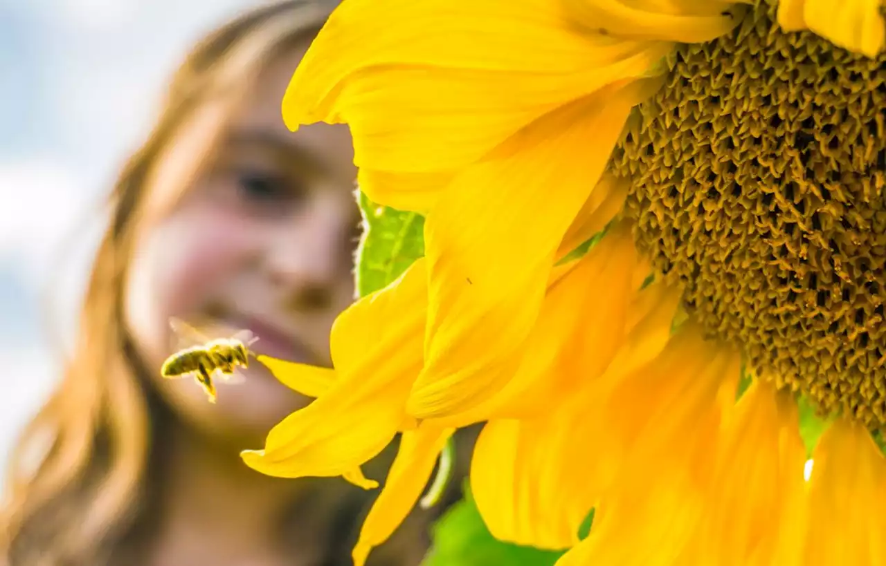 10 faits étonnants sur les abeilles, les alliées de nos jardins