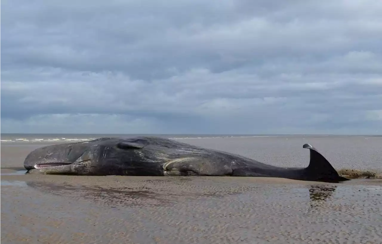 Le cadavre d'une baleine s'échoue une deuxième fois en Seine-Maritime