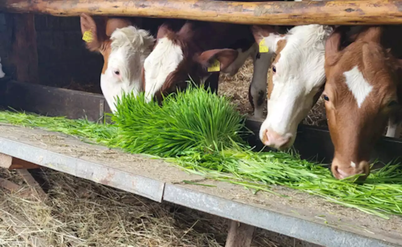 Im Container gewachsenes Gerstengras soll die Krippe füllen und die Milch verbessern - bauernzeitung.ch