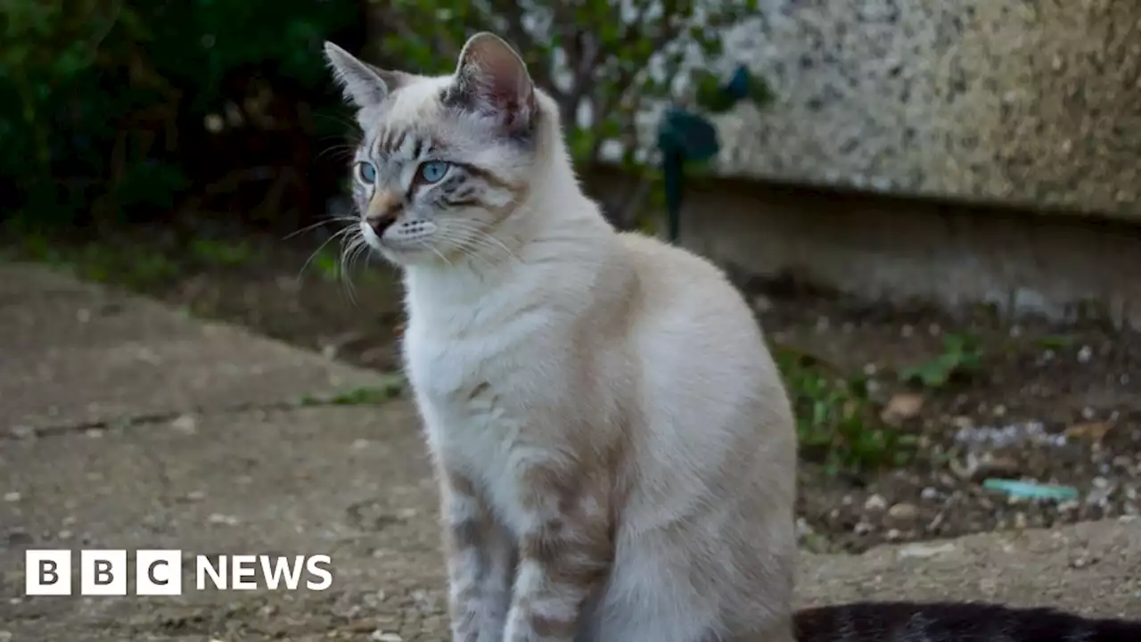 Scraptoft: Cat dies after getting caught in snare trap