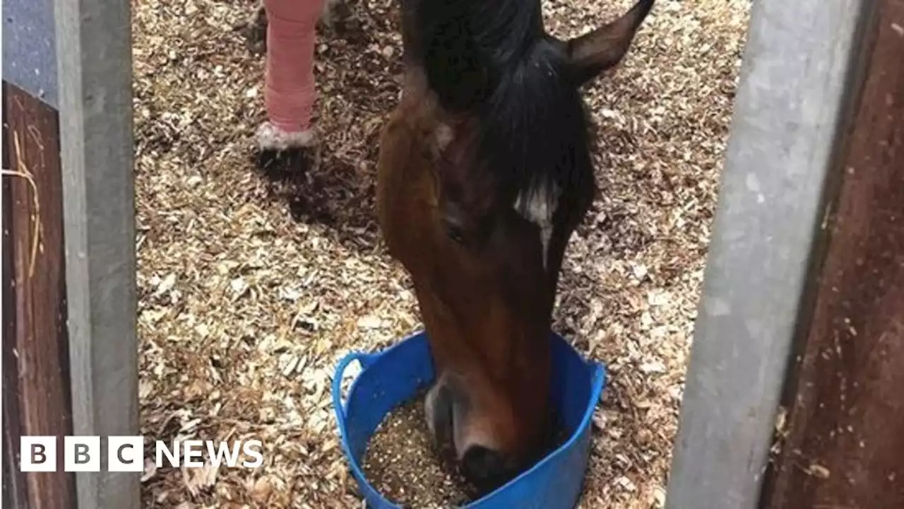 Mauled police horse continues recovery