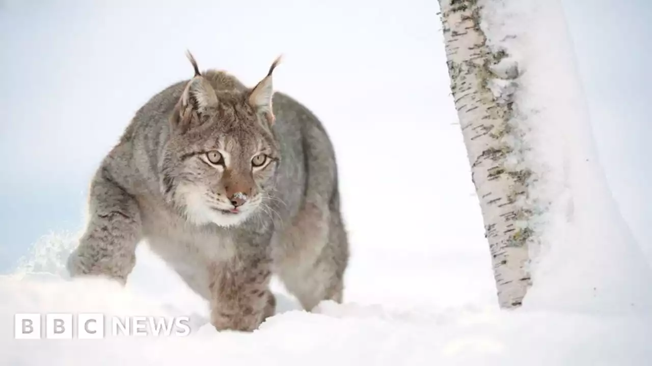 MSPs to discuss proposals for return of lynx to Scotland