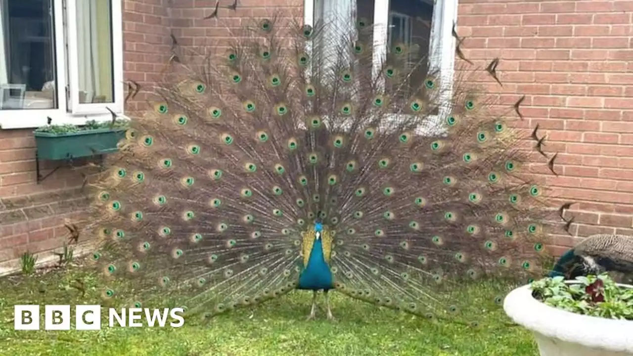 Peacocks take mysterious fancy to Norfolk market town