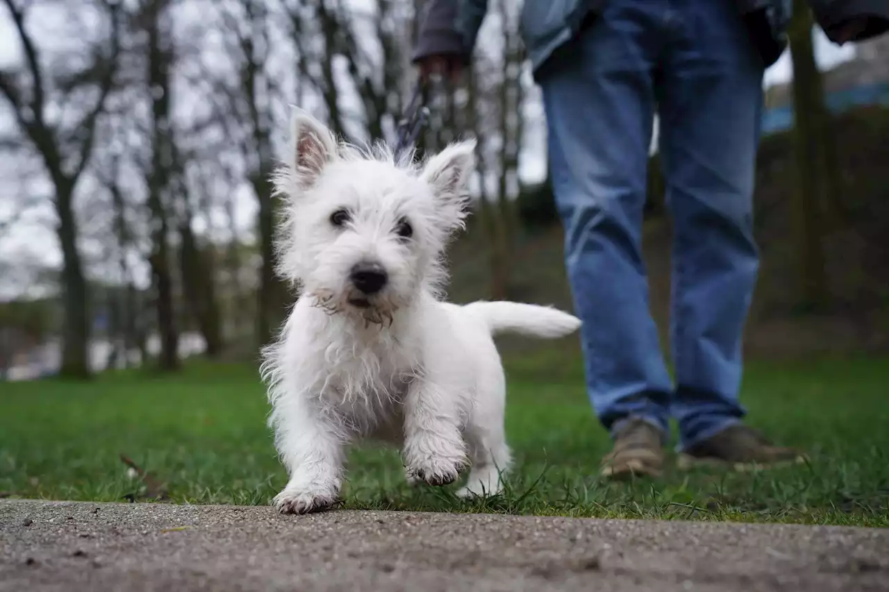 Hundesteuer brachte Kommunen Rekord-Einnahmen im Jahr 2022