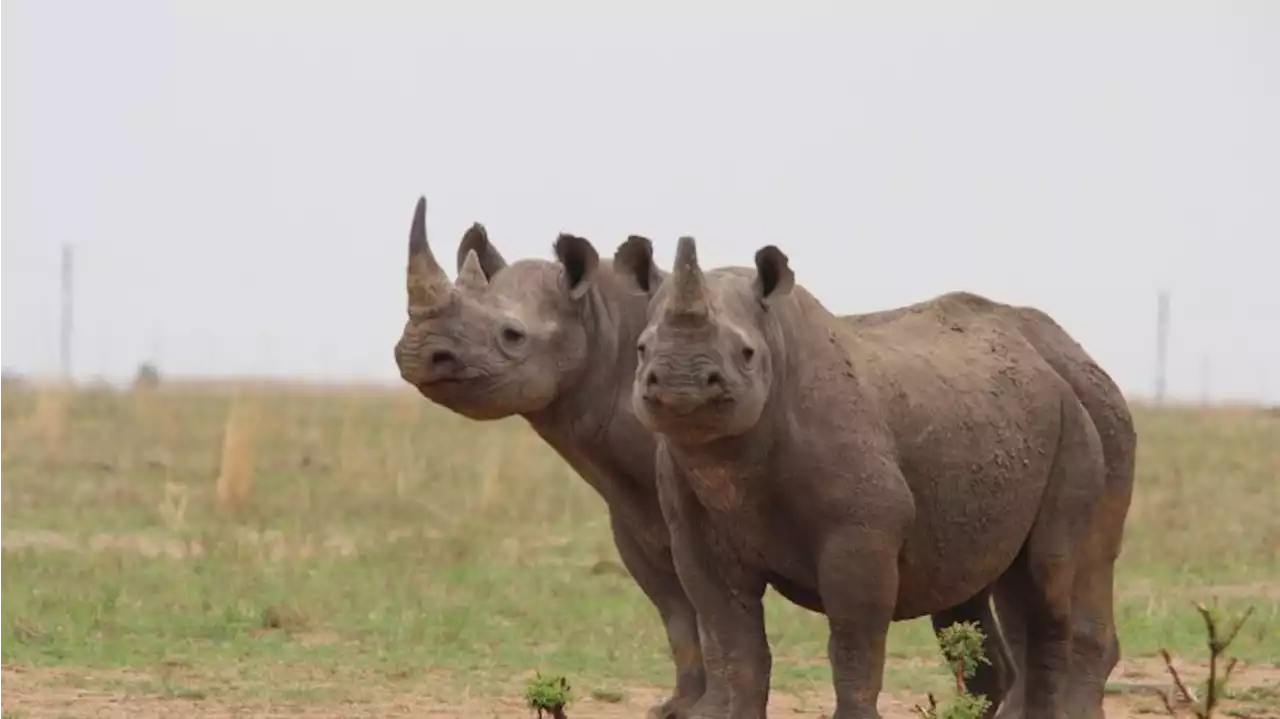 Für Biodiversität: Millionäre investieren in Afrikas Natur