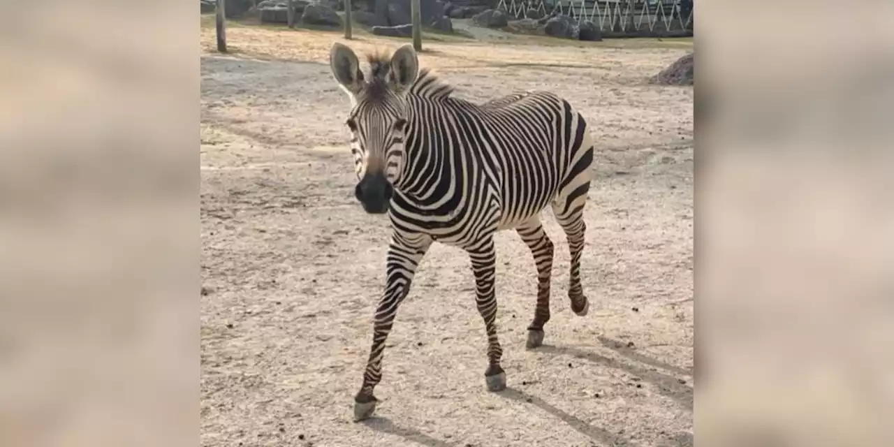 Lydia the Zebra dies after running into fence