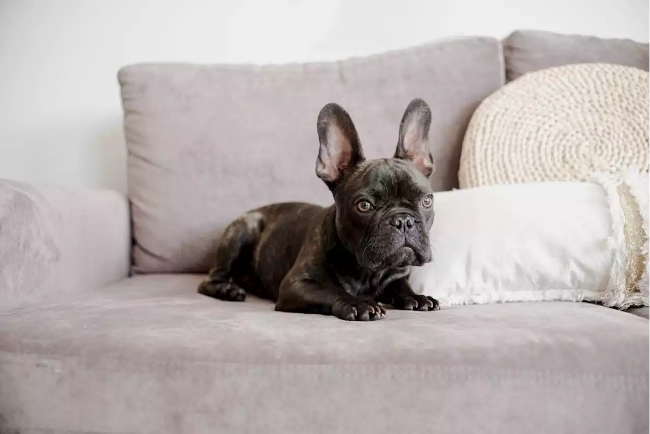 TÉMOIGNAGE Mon chiot m'a sauvé la vie en mâchant mon gros orteil jusqu'à l'os