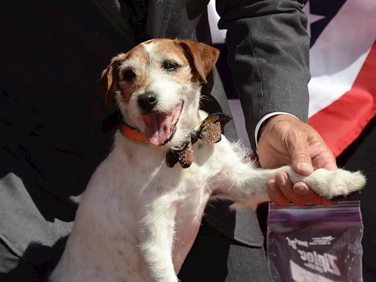 Caltanissetta, Jack Russel salva la vita ad un anziano colpito da malore: «Ha condotto i soccorsi»