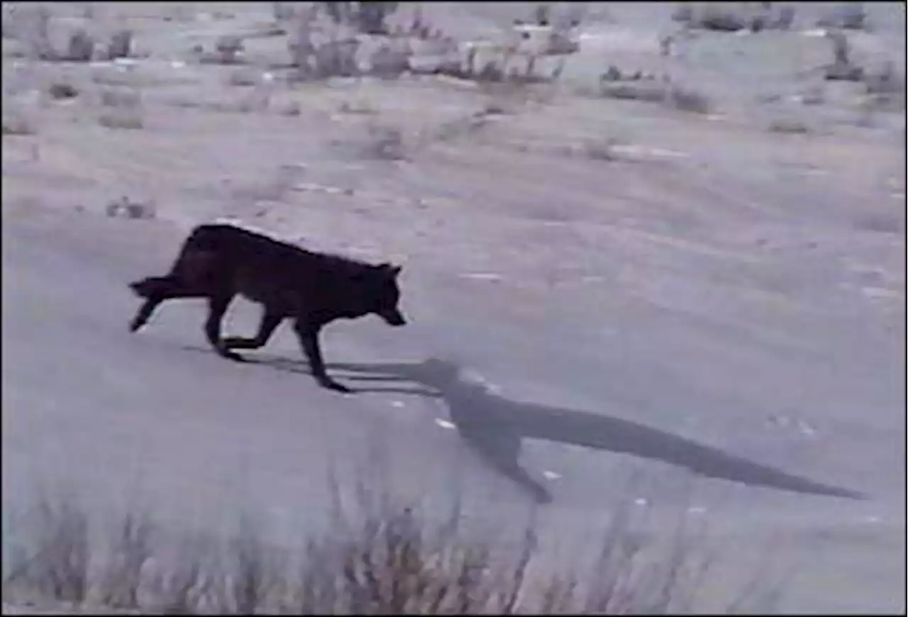 Colorado lawmakers could delay gray wolf reintroduction until management agreement reached with feds