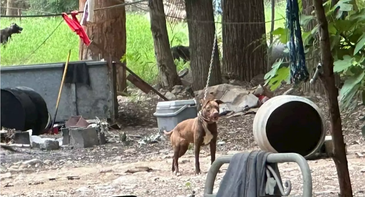 Clausuran criadero de perros tras denuncias por maltrato animal en Monterrey | El Universal