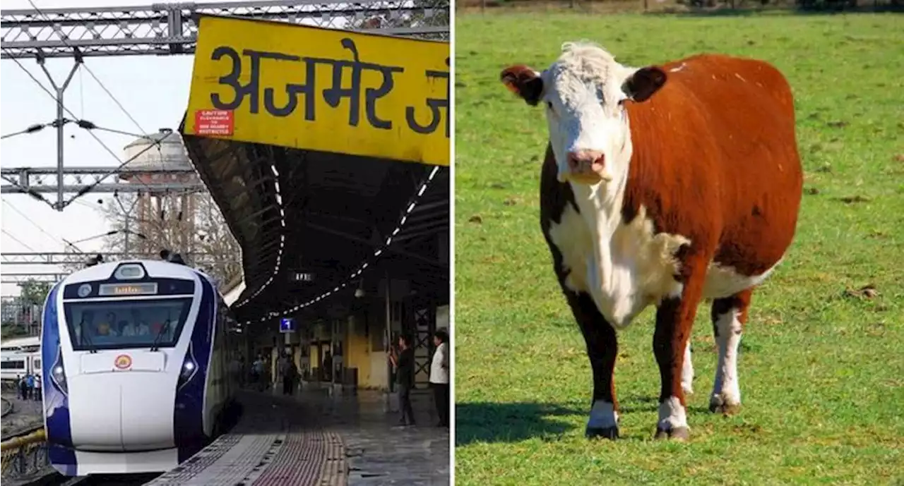 Vaca “cae del cielo” sobre hombre y lo mata… tras ser arrollada por un tren en India