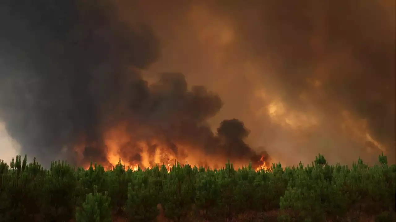 Météo France dévoile sa 'météo des forêts', nouvel outil de la prévention des incendies