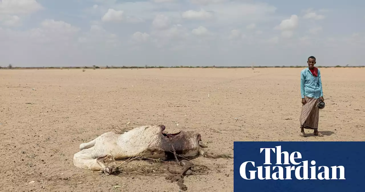 ‘You can see camel carcasses all over’: rural Kenyans face tough new battle with predators