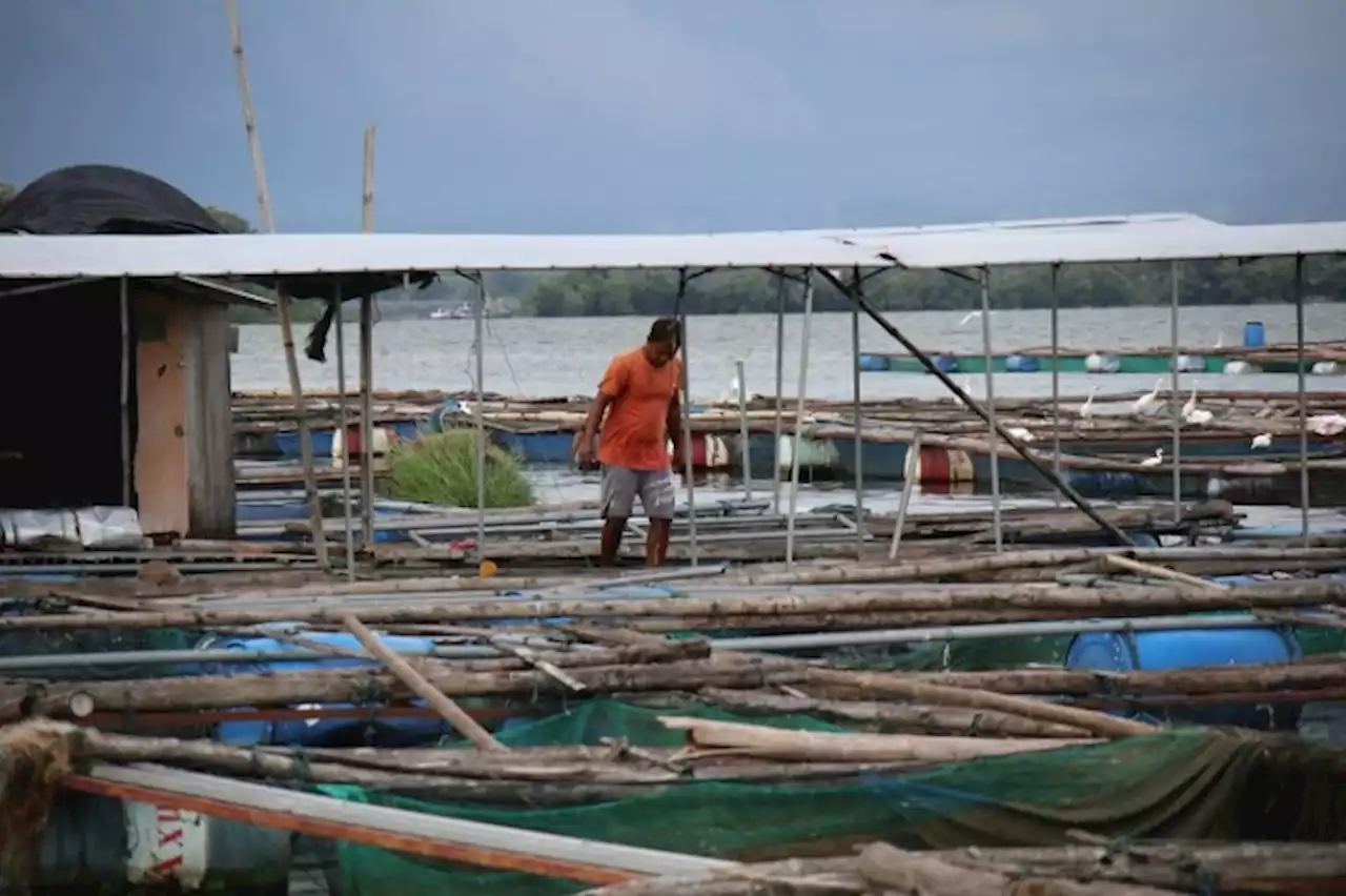 Ganggu Ekosistem, Memangsa Benih Ikan Nila